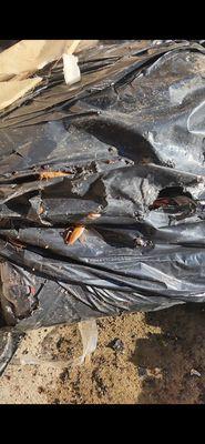 Faultline Pest Control