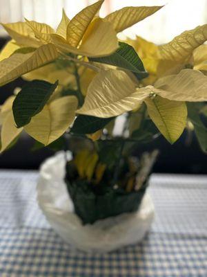 Phenomenal Healthcare & Cleaning