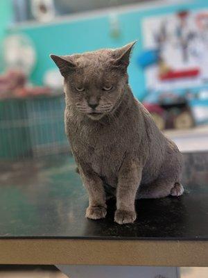 We groom cats call for details