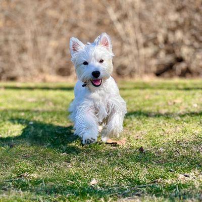 Barkology Dog Training