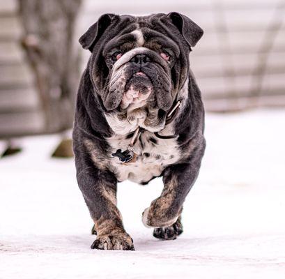 Beneath The Willow Tree Photo