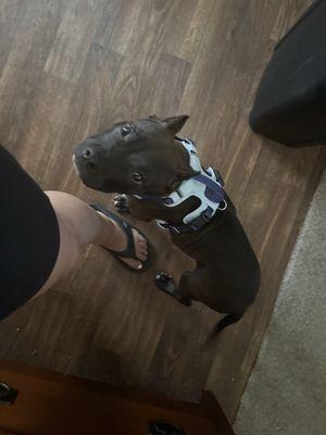 Humane Society of North Texas