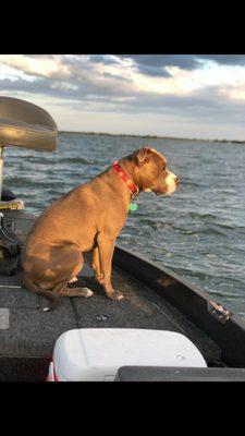 K-9 Design Pet Grooming