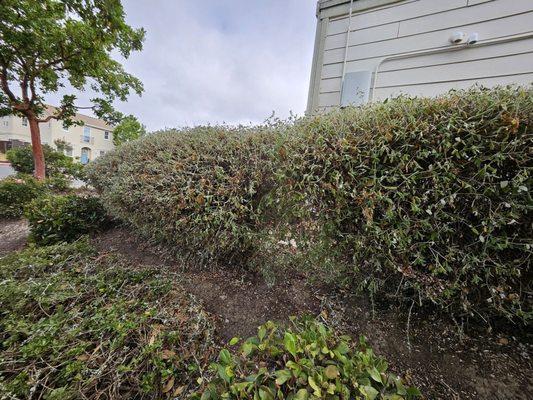 Dying, never watered, leaning bush. Hire E.L Services if you want your curb appeal to signify weeds and dead bushes or trees.
