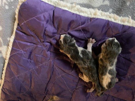 Tractor Supply - Newberry