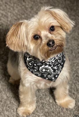 Old Cutler Animal Clinic