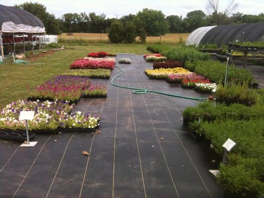 Large selection of annuals & perennials