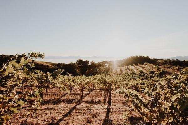 I. Brand & Family Tasting Room