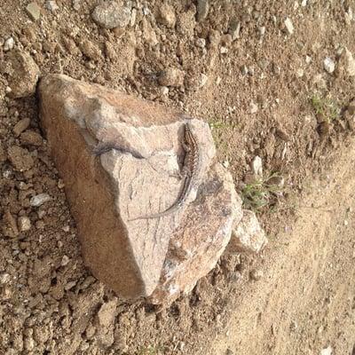 Rademacher Hills Viewshed