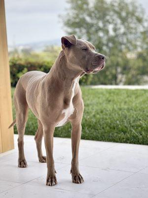 Pet-A-Boo Pet Services