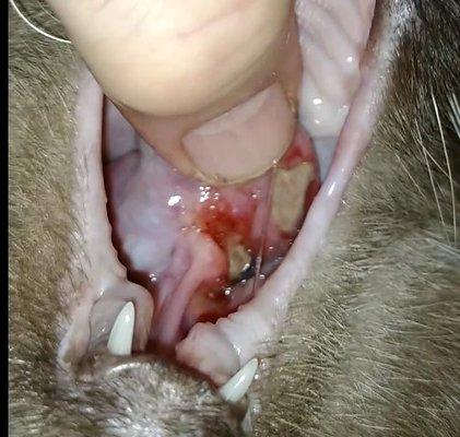 Crago Veterinary Clinic