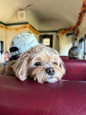 POV inside the train with our cutest pup