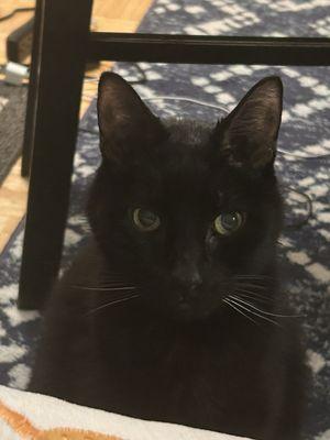 Georgetown Animal Clinic, PC