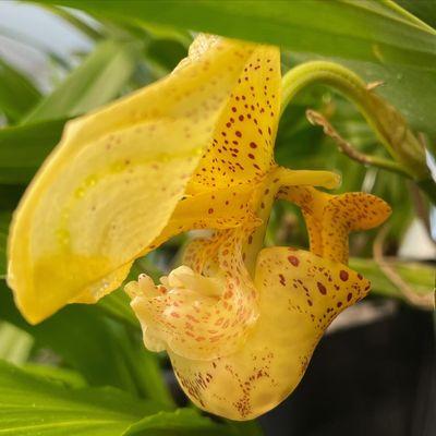 Little Orchid Annie's