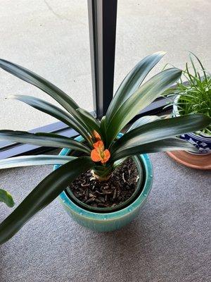 Envy Lash Studio Montgomery