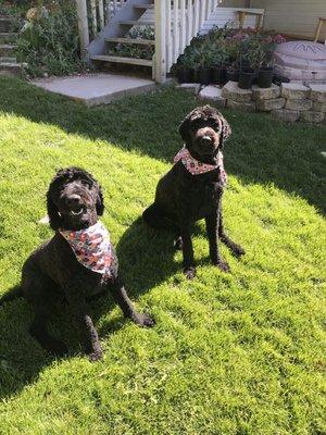 Brinkley thinks he's a super hero so he wears his like a cape