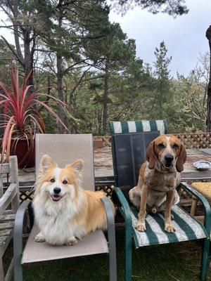 Marley & Me Animal Services