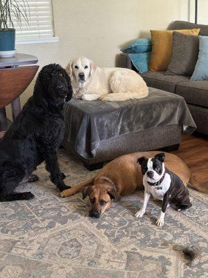 Animalogic Dog Training