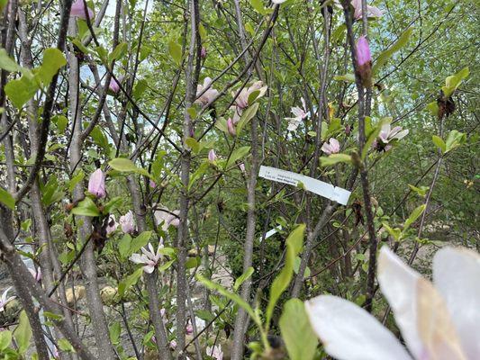 Country Mile Gardens