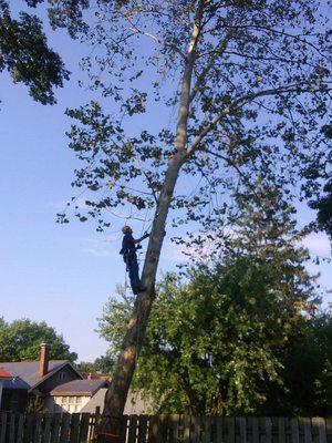 Omni Tree and Landscape