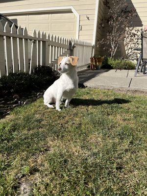 Cashew at play and at rest!