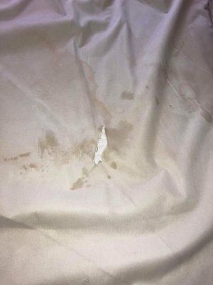 Rip in the mattress cover where we found the roach that was in the bed..