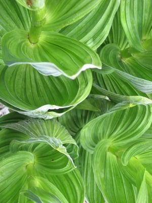 Westminster Presbyterian Church