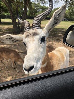 Hatari Wildlife Park
