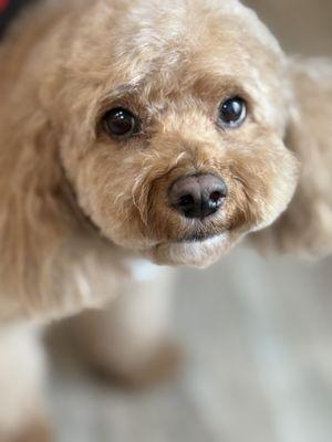 Bark and Bubbles Blowdry Bar