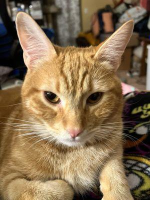 Angel City Animal Hospital