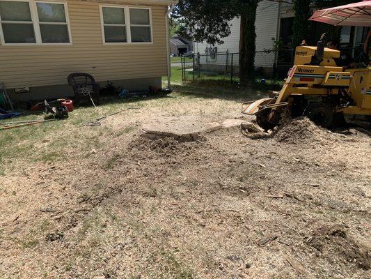 Dogwood Tree Service