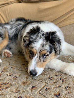 Seven Moons Australian Shepherds