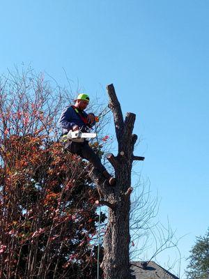 Junior's Tree Services