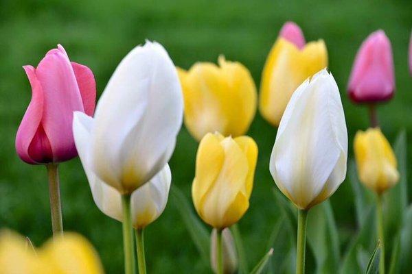 Scanlon's Lawn & Landscape