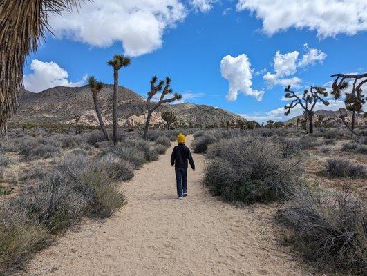 Beginning of the hike, the Joshua Trees make the landscape so alien