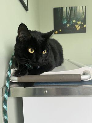 Mitchell Veterinary Hospital