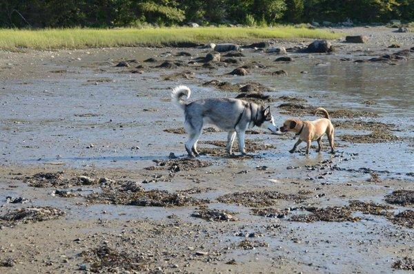 Kaylee's Dog Walking