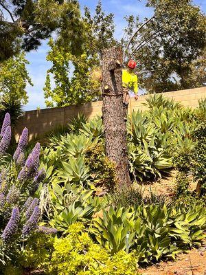 Dantos Landscaping