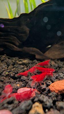 Cherry Shrimps brought back home in my aquarium