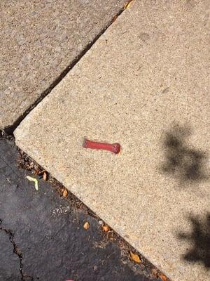 Nyla bones set in the concrete sidewalk!