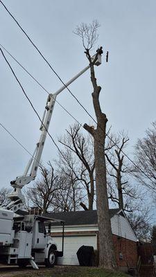 Mountain View Tree Service
