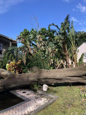 All Florida tree care