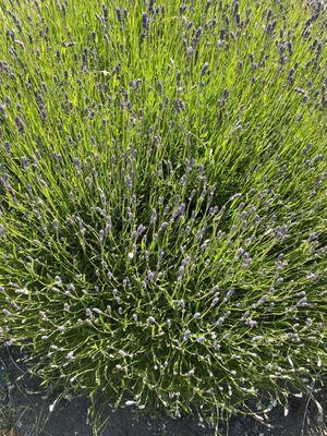 Lavender And Lace Gift Boutique