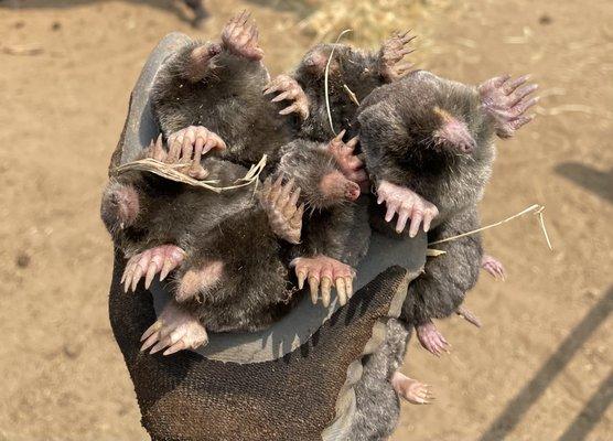 Mr Hill Mole Extermination