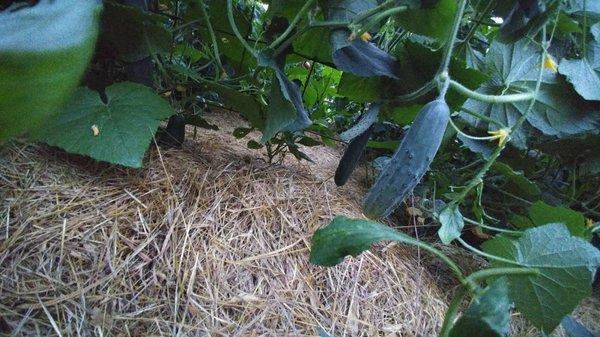 Stover Farms Farmstand