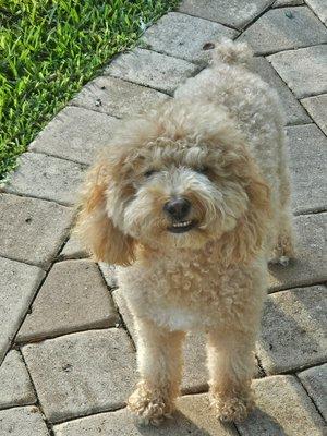 Premiere Animal Care