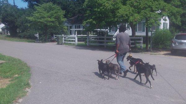 Reliable K9 Training