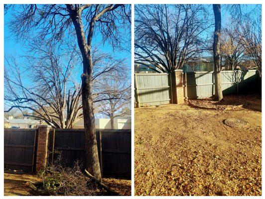 3 T Tree service & more