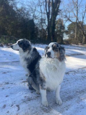 Great Neck Veterinary Clinic