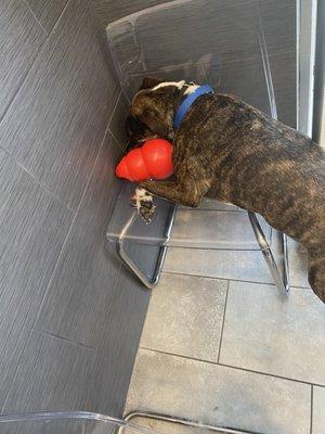 Reunion Pet Grooming Services